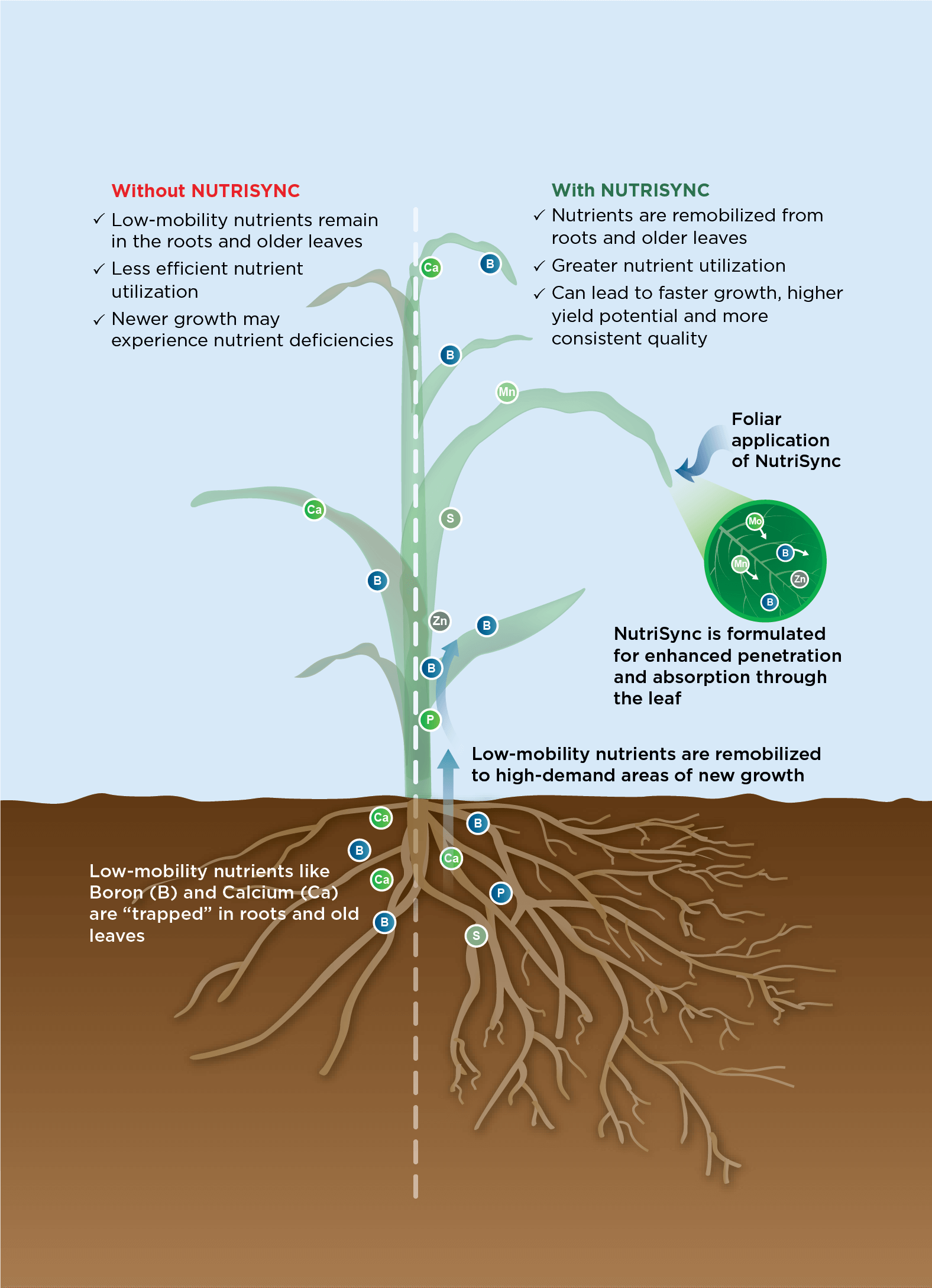 NutriSync example on corn NutriSync example on corn